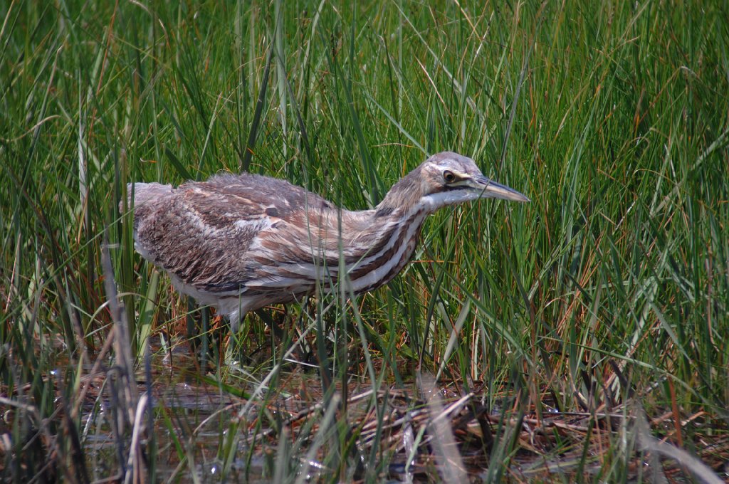 Bittern, American, 2008-06073630 Parker River NWR, MA.JPG - American Bittern. Parker River NWR, MA, 6-7-2008